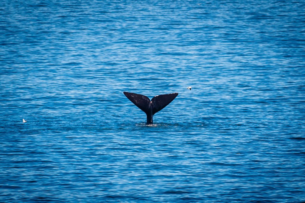 Whale Watching Experiences